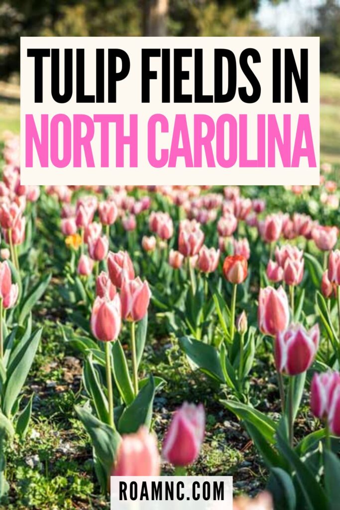 Tulip farms in NC