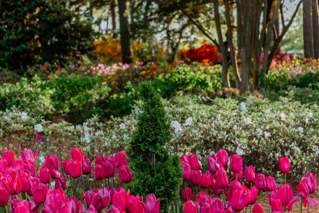Azalea Tulips garden in Raleigh