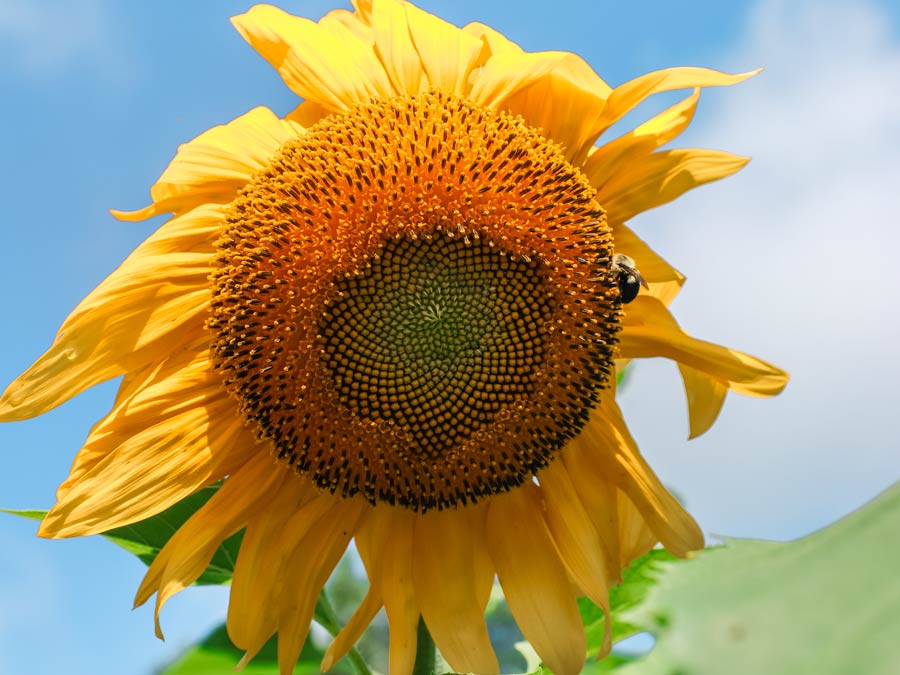 sunflower close up NC